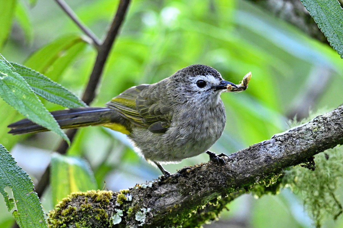 Pale-faced Bulbul - ML638267066
