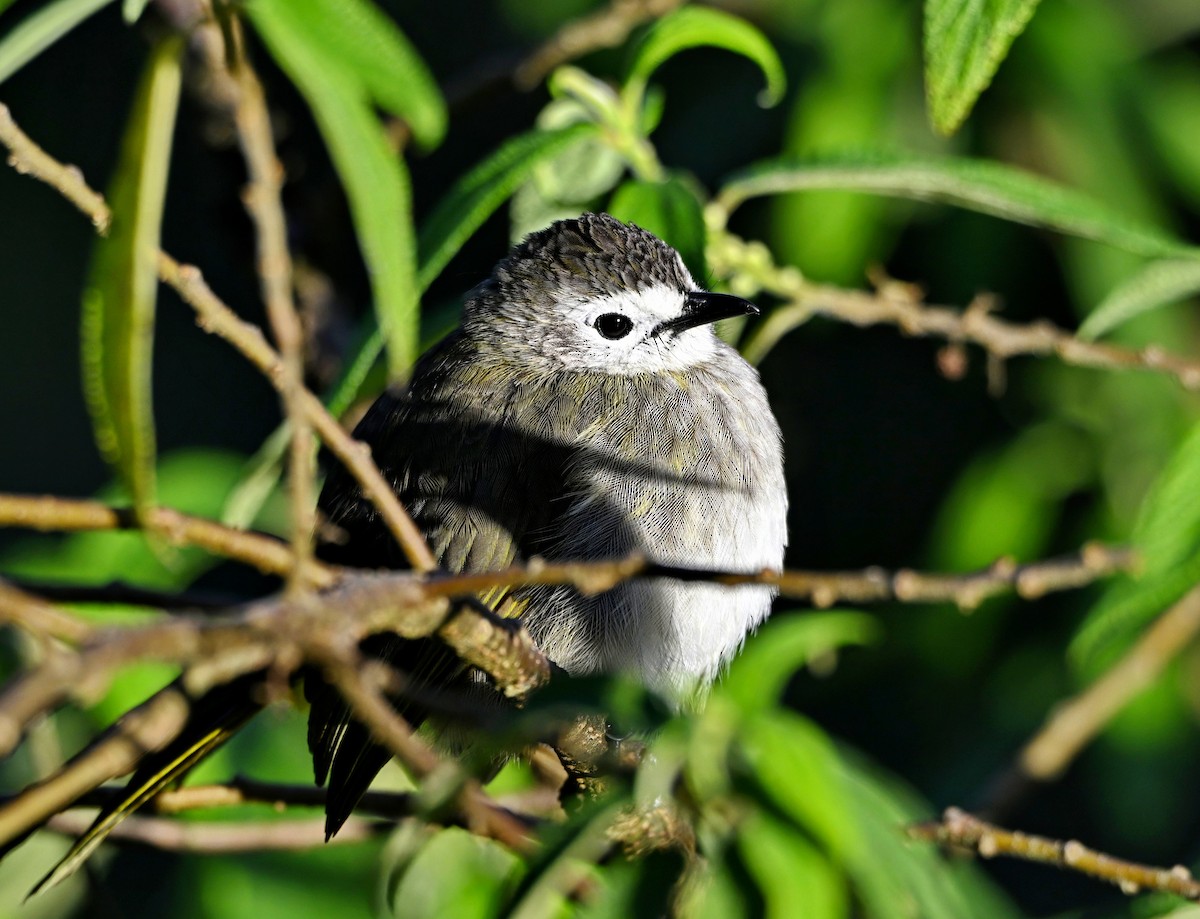 Pale-faced Bulbul - ML638267067