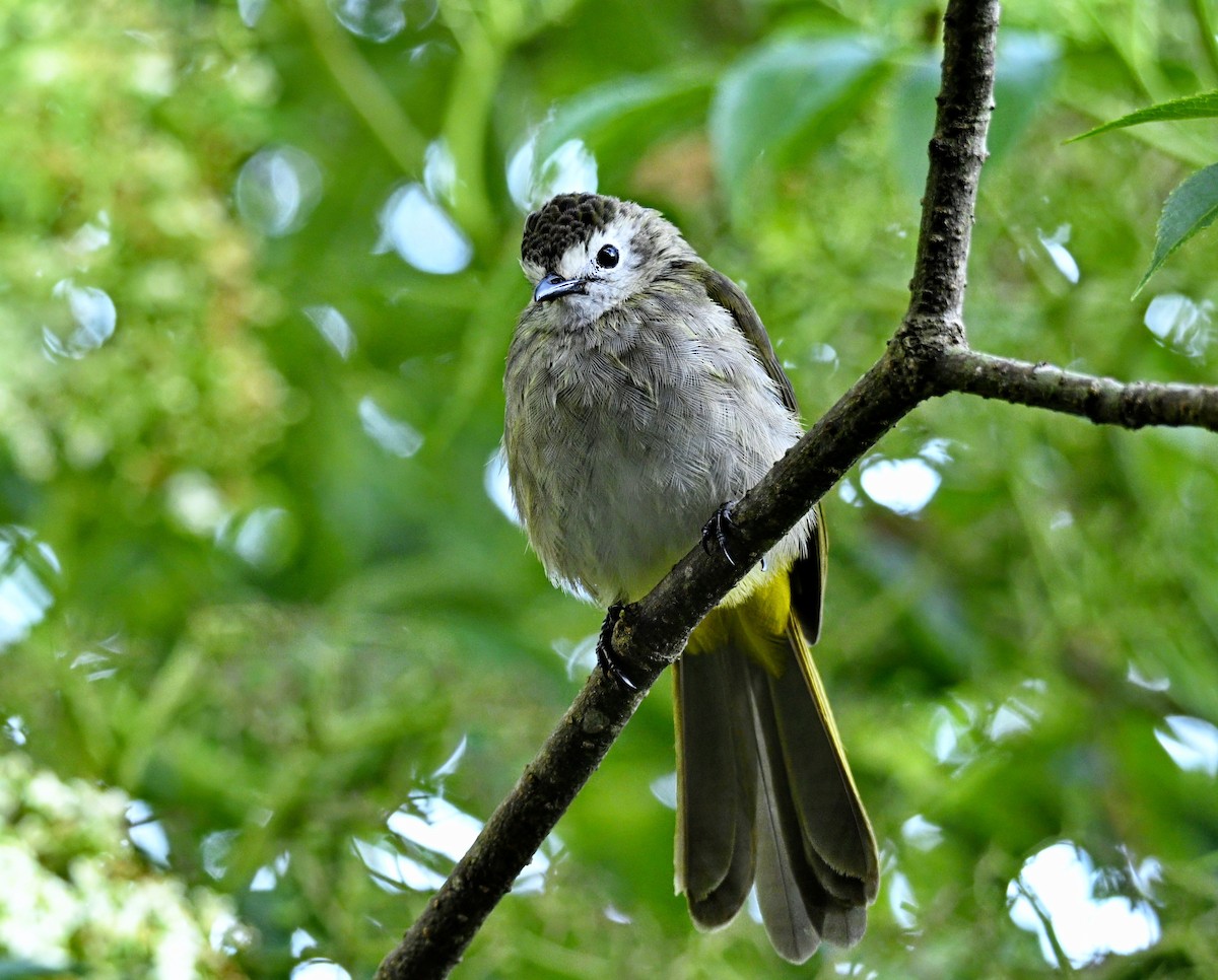 Pale-faced Bulbul - ML638267068