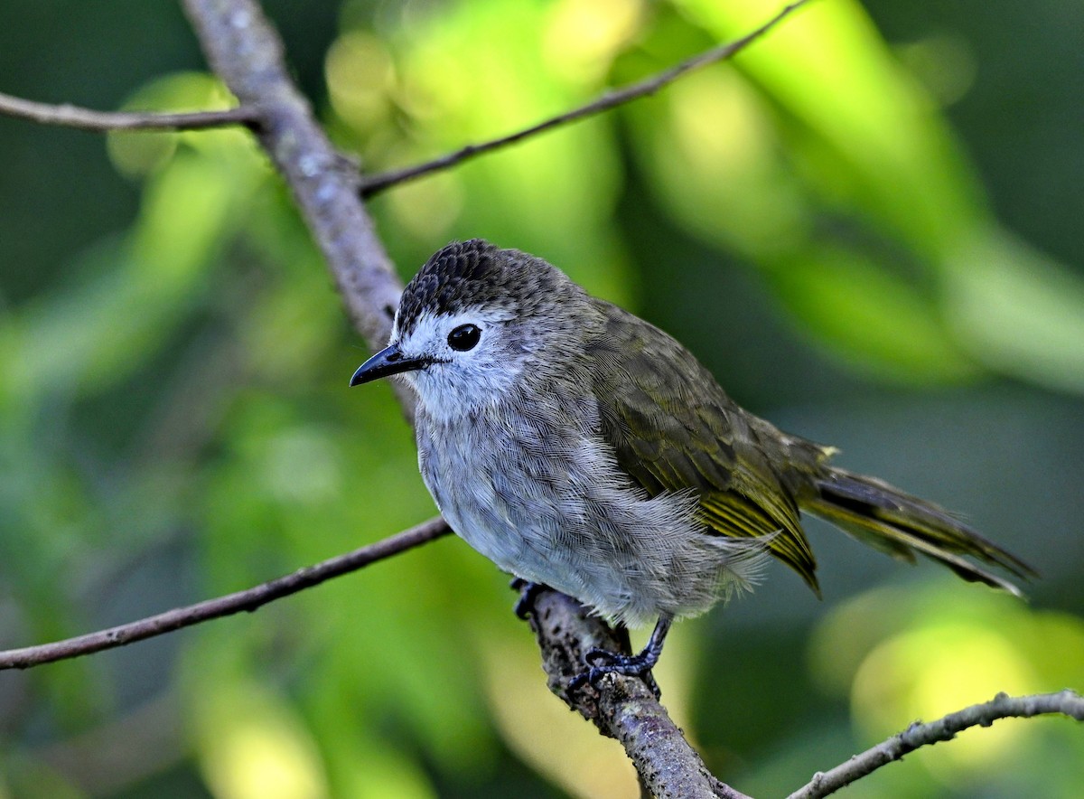 Pale-faced Bulbul - ML638267069
