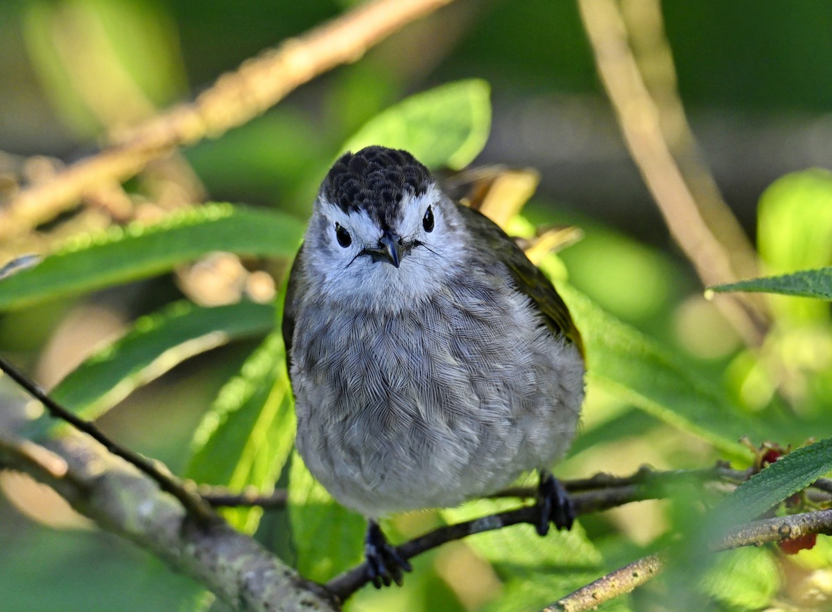 Pale-faced Bulbul - ML638267070