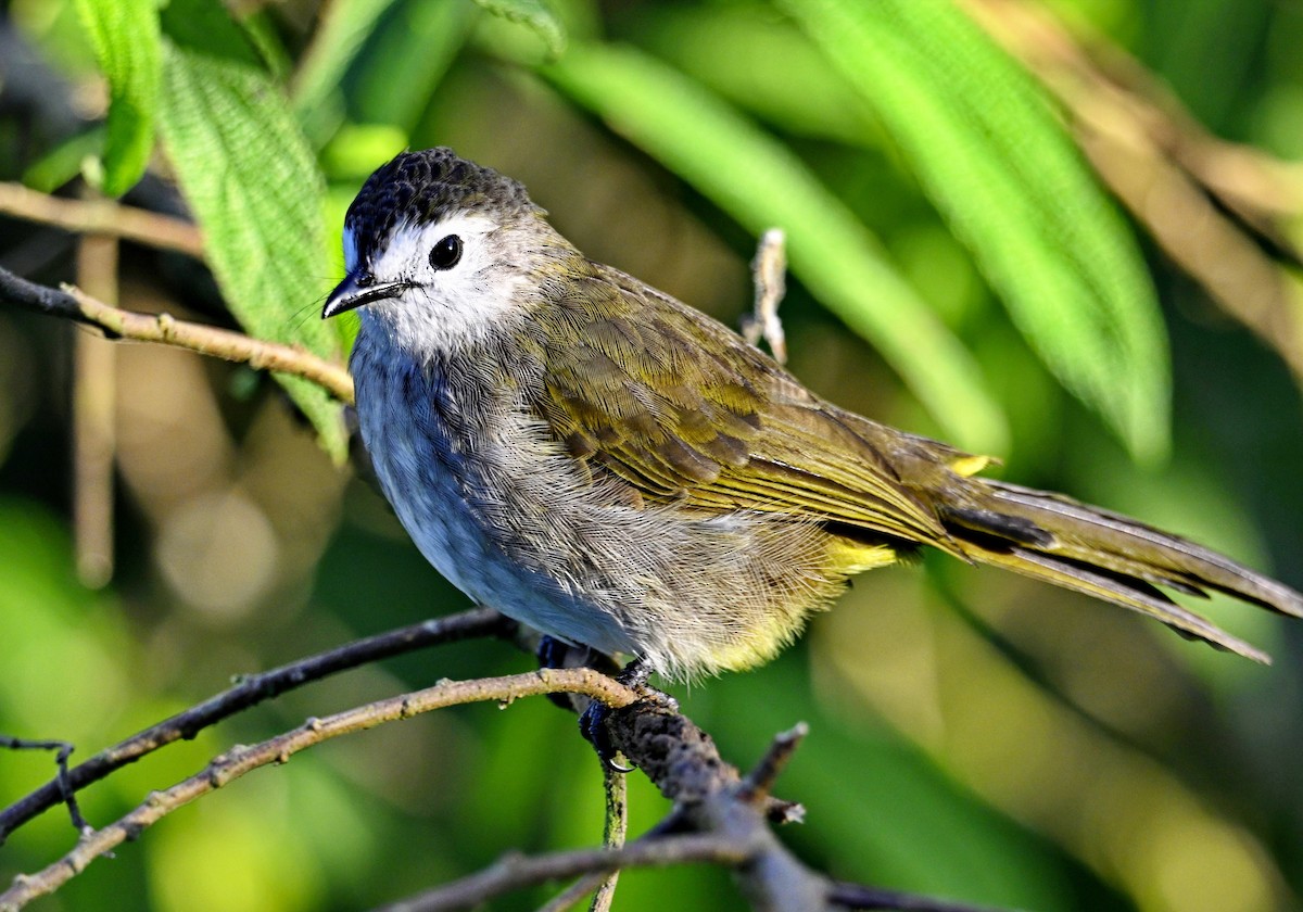 Pale-faced Bulbul - ML638267071