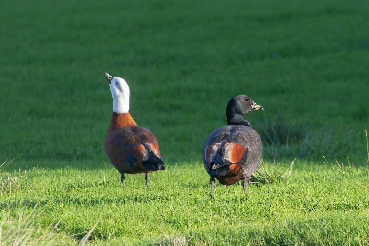 Paradise Shelduck - ML638267072