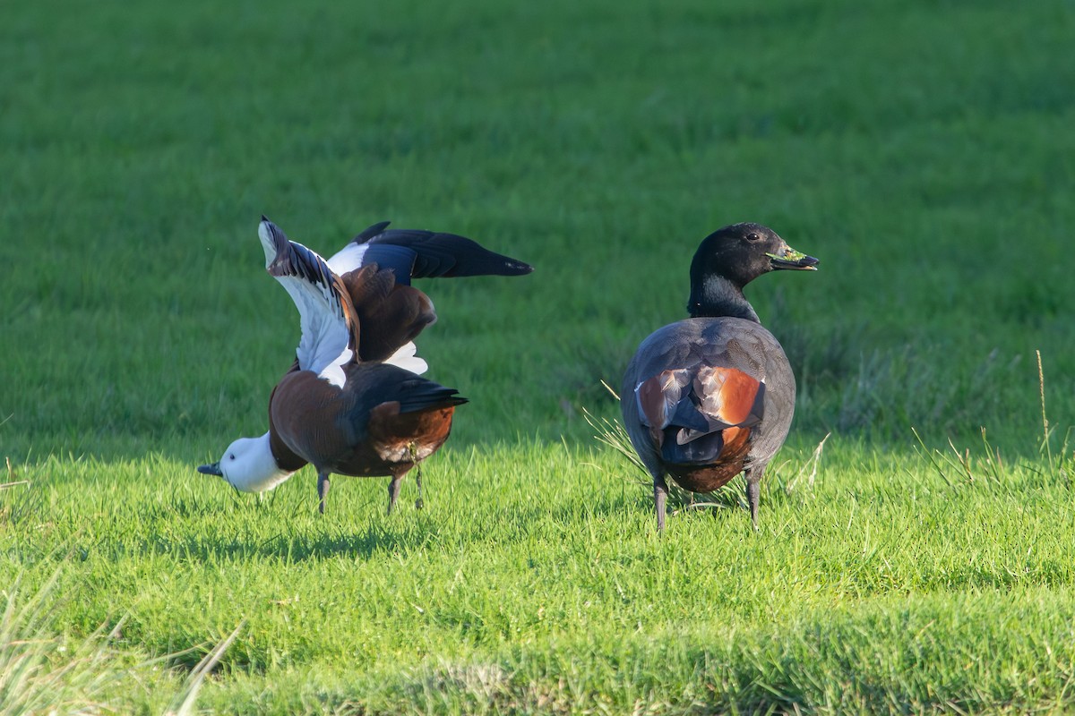 Paradise Shelduck - ML638267073