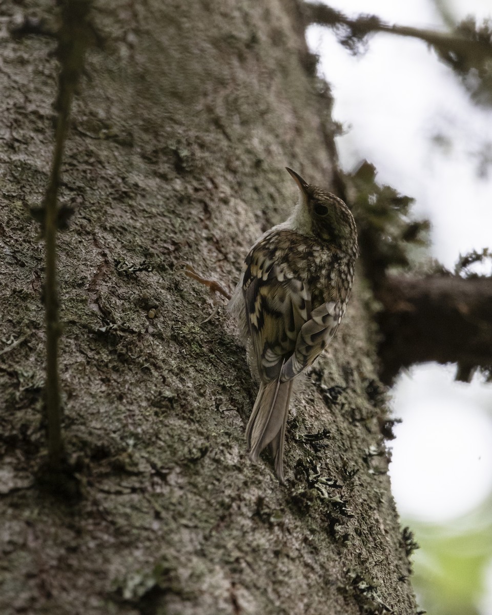 Eurasian Treecreeper - ML638267080