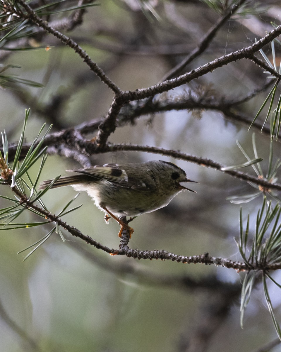 Goldcrest - ML638267081