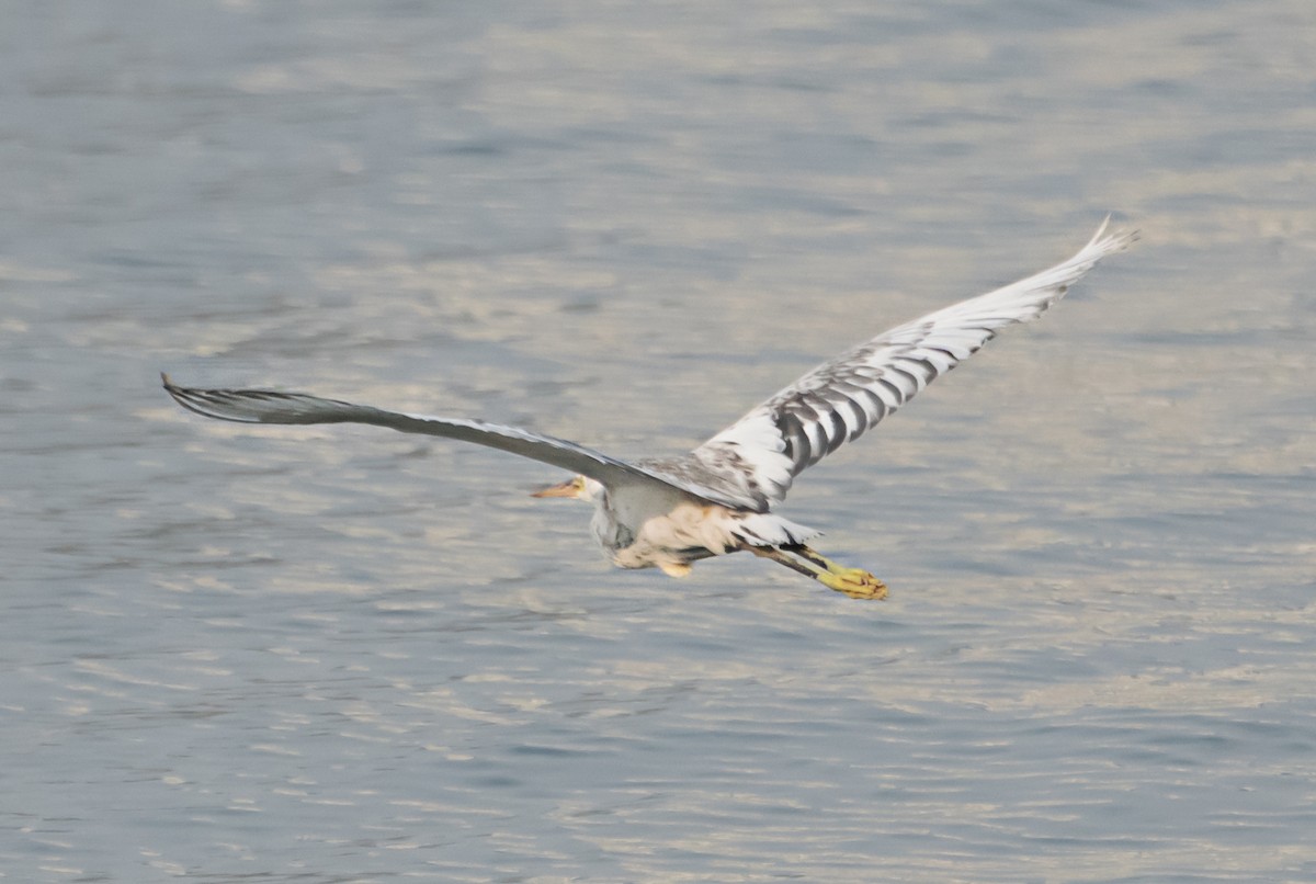 Western Reef-Heron - ML638267085