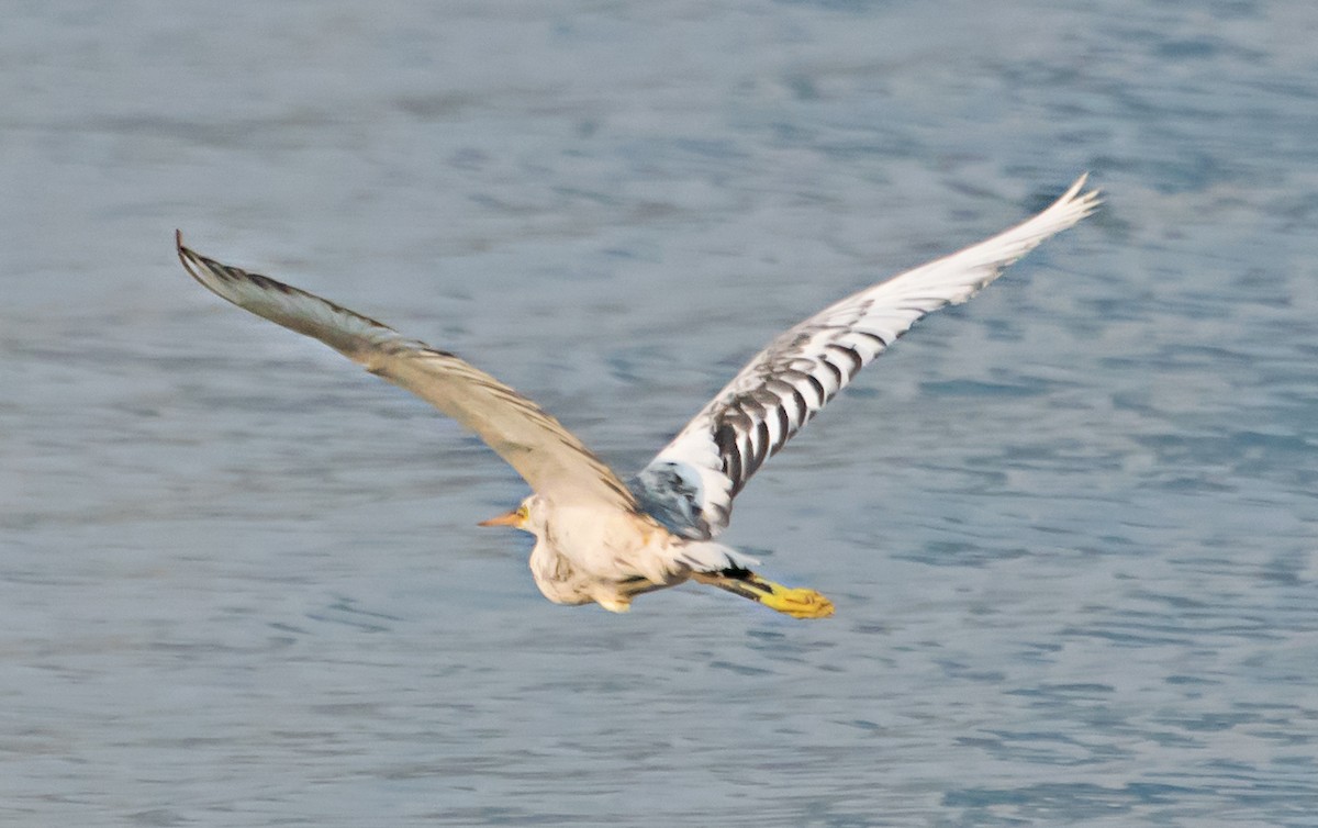 Western Reef-Heron - ML638267086