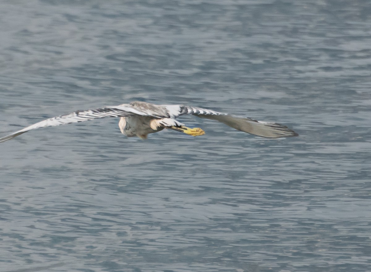 Western Reef-Heron - ML638267087