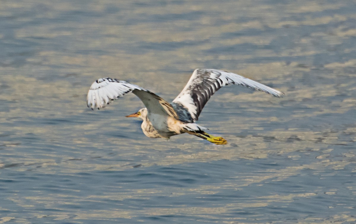 Western Reef-Heron - ML638267088