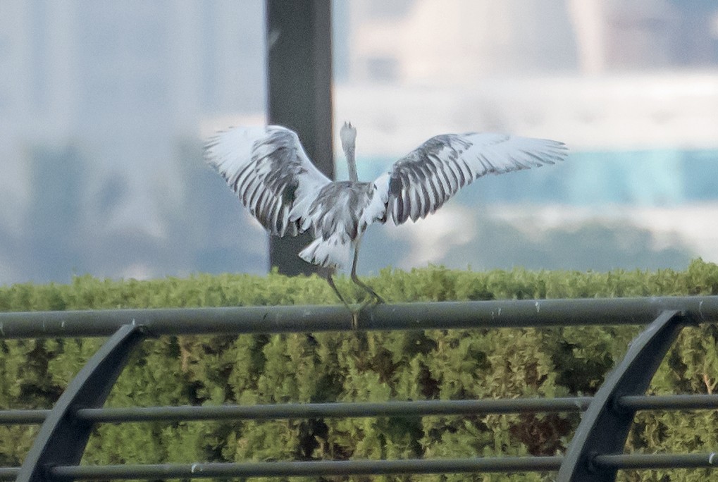 Western Reef-Heron - ML638267089