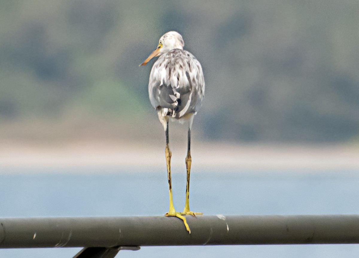Western Reef-Heron - ML638267090