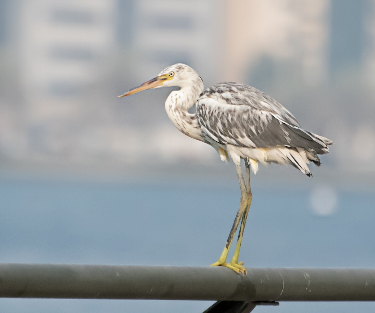 Western Reef-Heron - ML638267091
