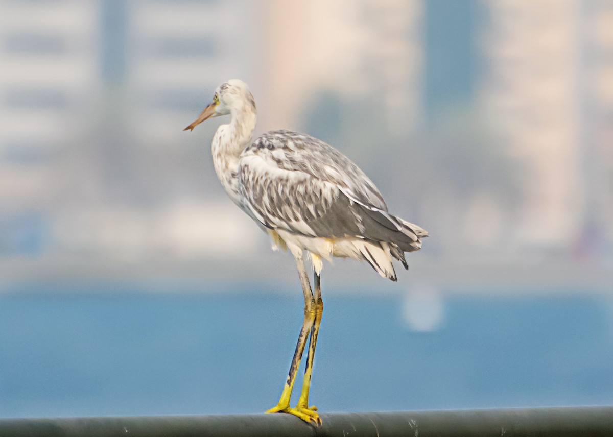 Western Reef-Heron - ML638267092