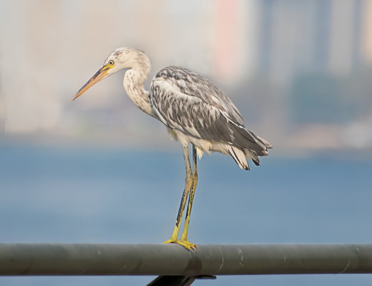 Western Reef-Heron - ML638267093