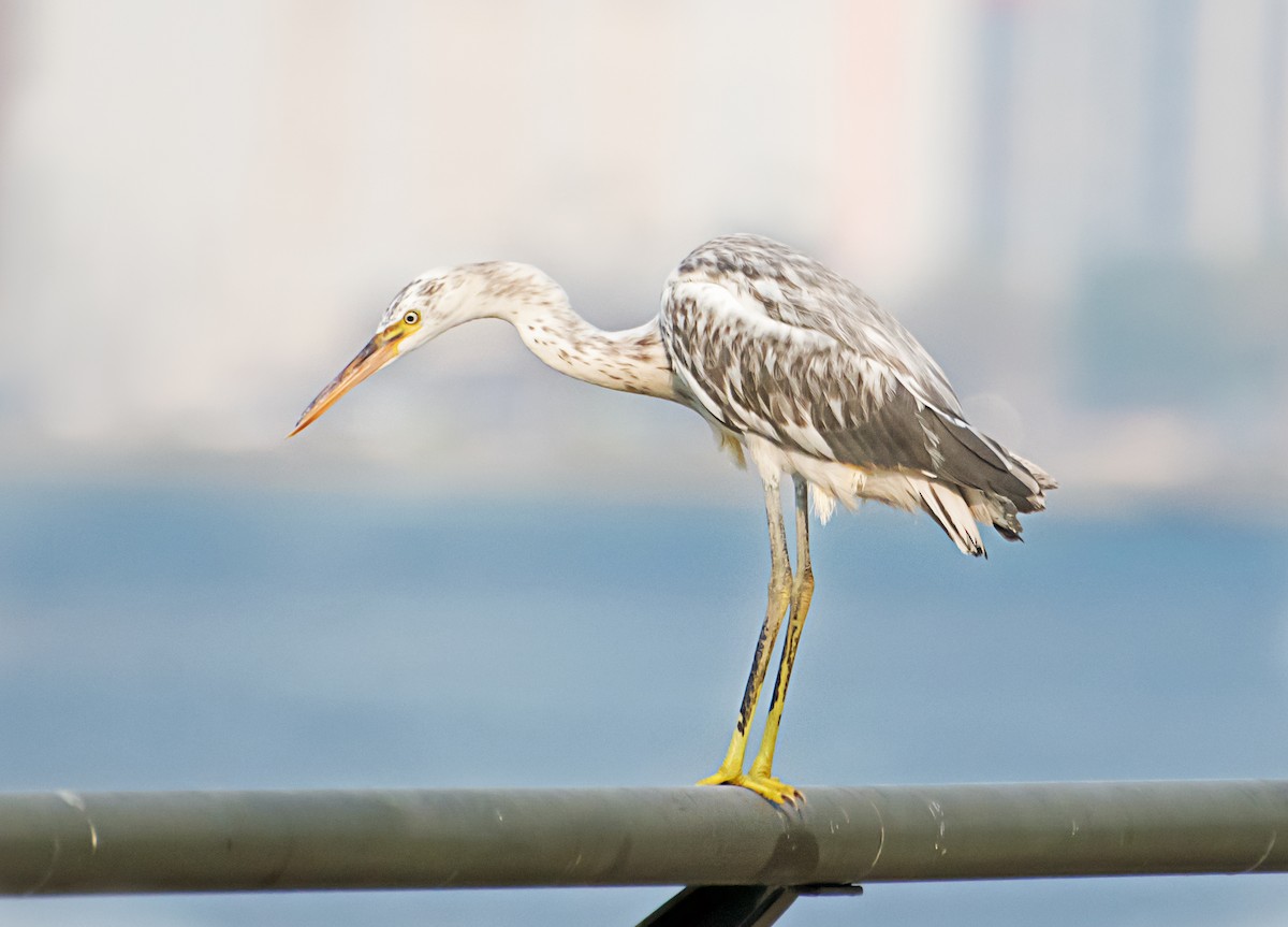 Western Reef-Heron - ML638267094