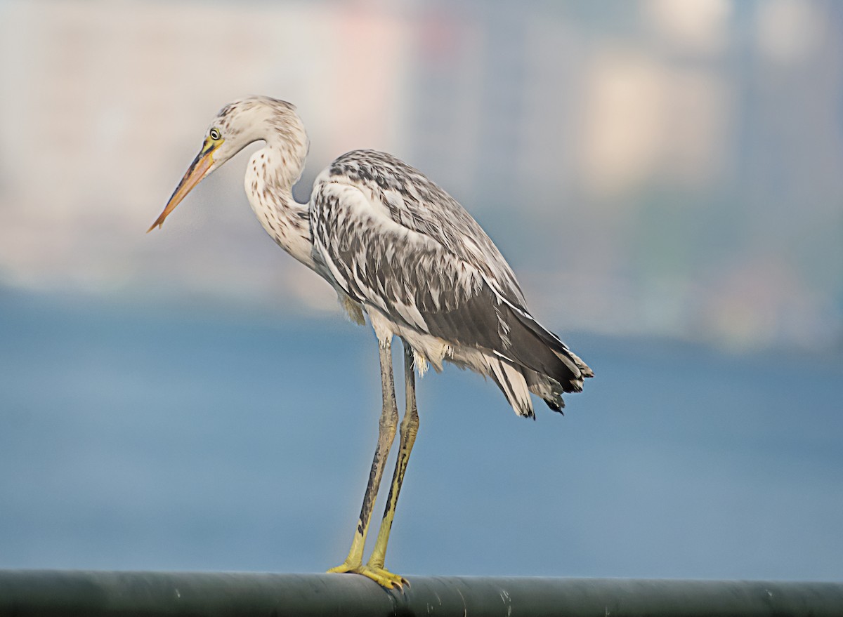Western Reef-Heron - ML638267095