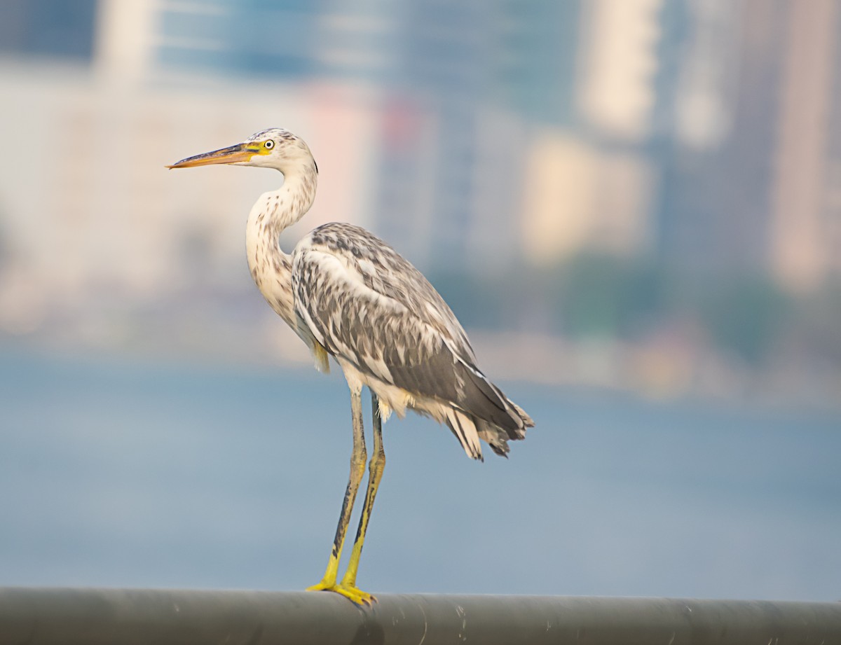 Western Reef-Heron - ML638267096