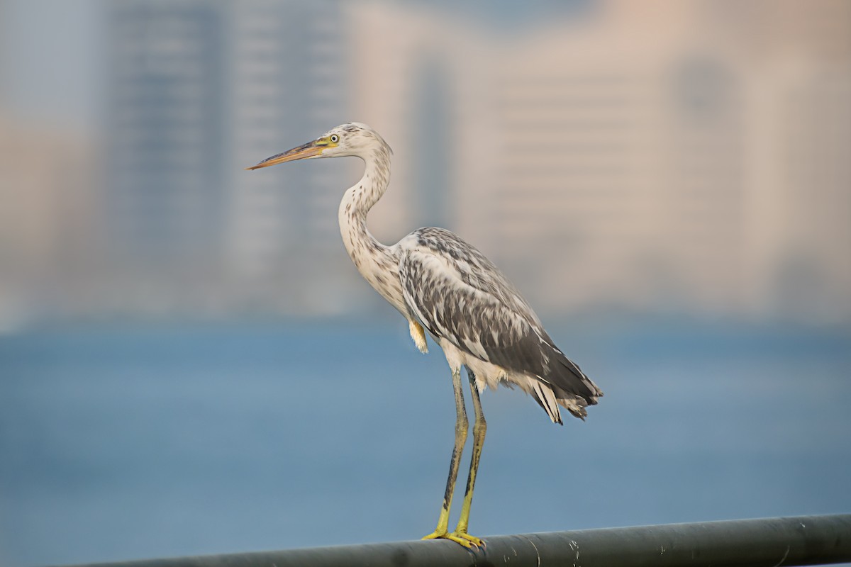 Western Reef-Heron - ML638267097