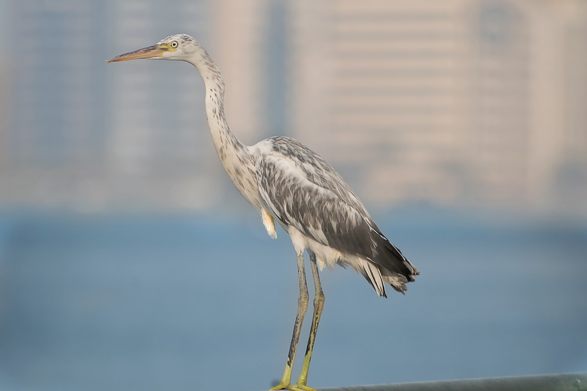 Western Reef-Heron - ML638267098