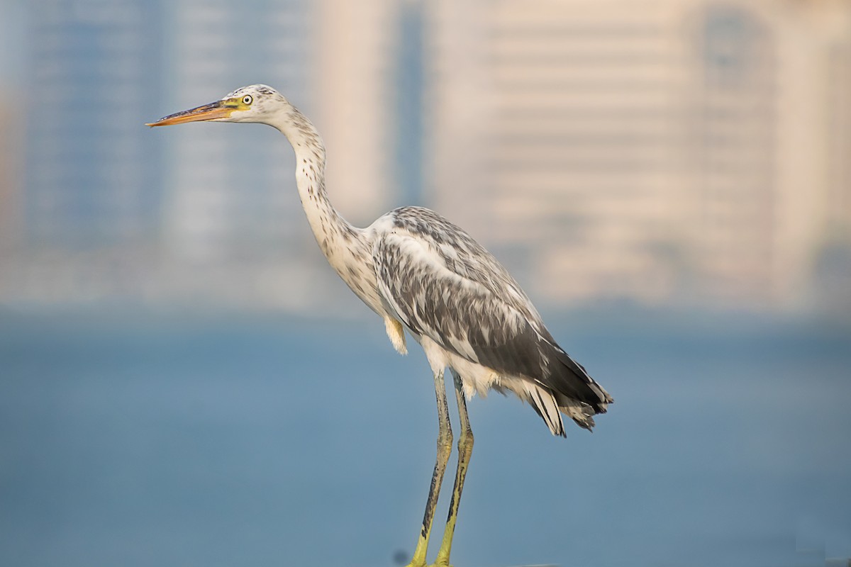 Western Reef-Heron - ML638267099