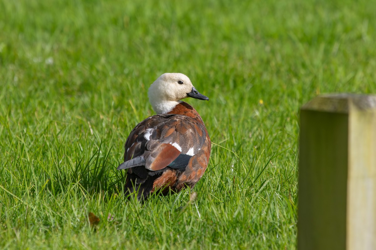 Paradise Shelduck - ML638267100