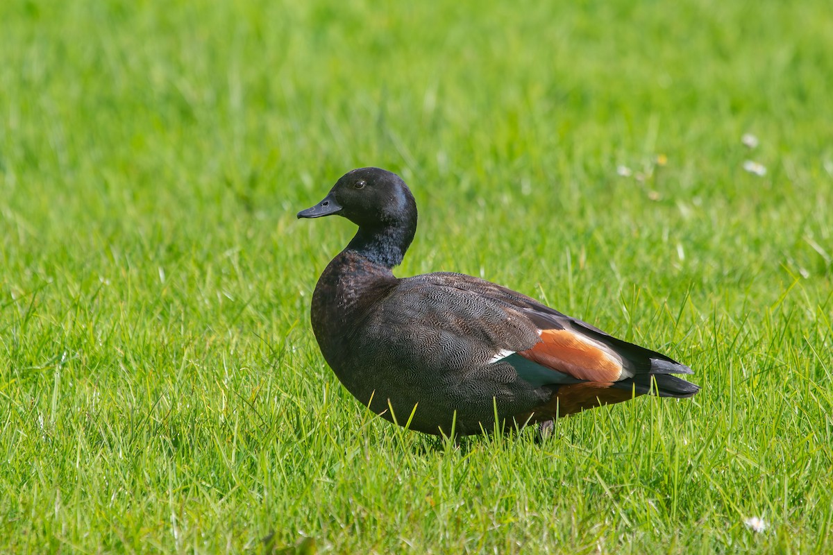 Paradise Shelduck - ML638267101