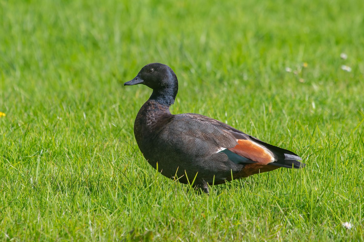 Paradise Shelduck - ML638267102