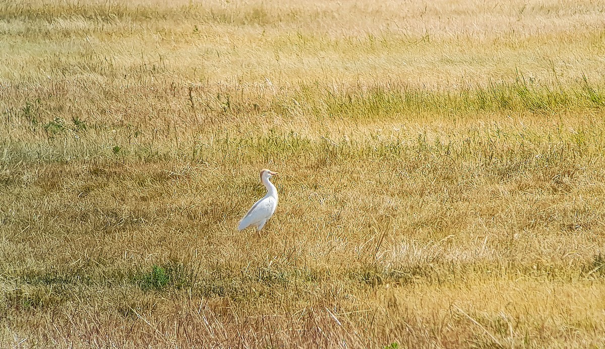 Western Cattle-Egret - ML638267112
