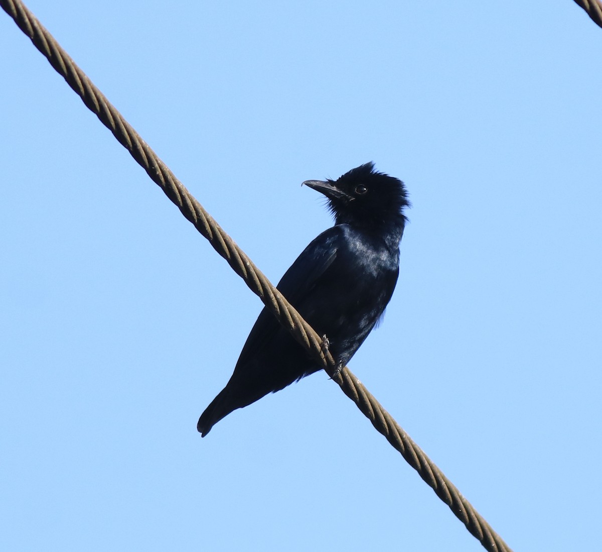 オウチュウ - ML638267113