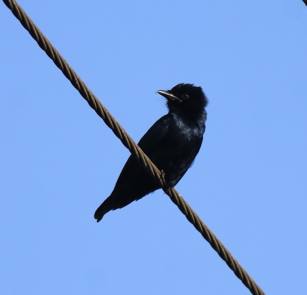 オウチュウ - ML638267117