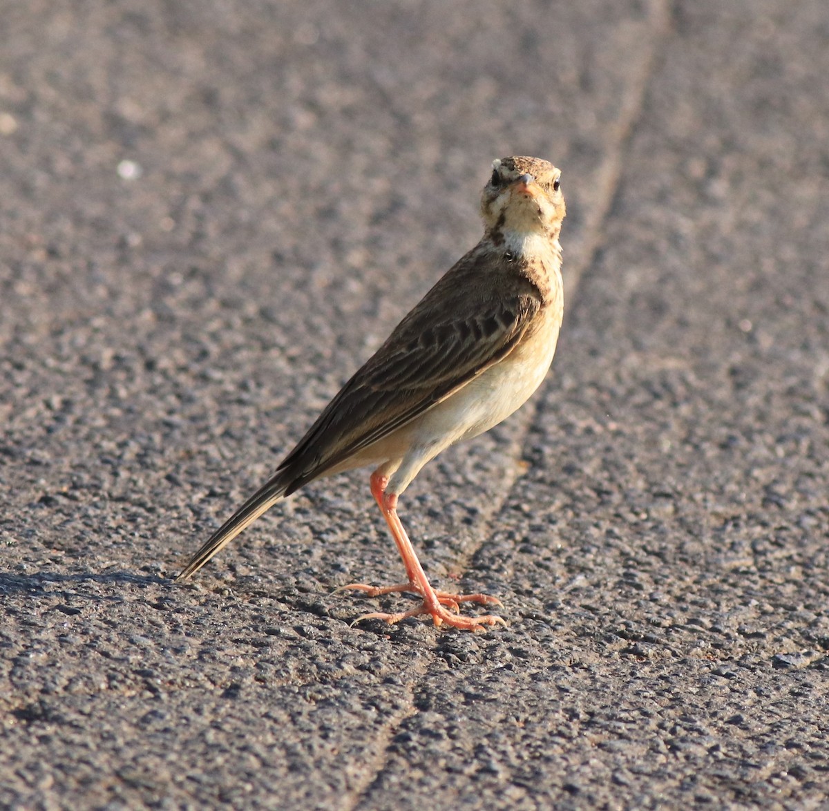 Paddyfield Pipit - ML638267130