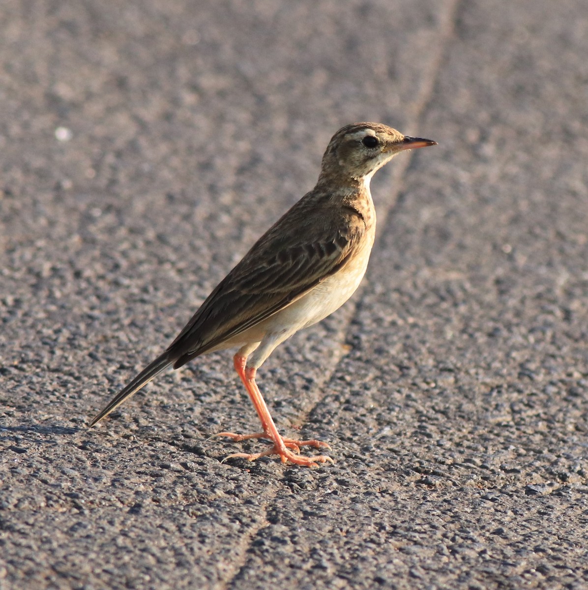 Paddyfield Pipit - ML638267132