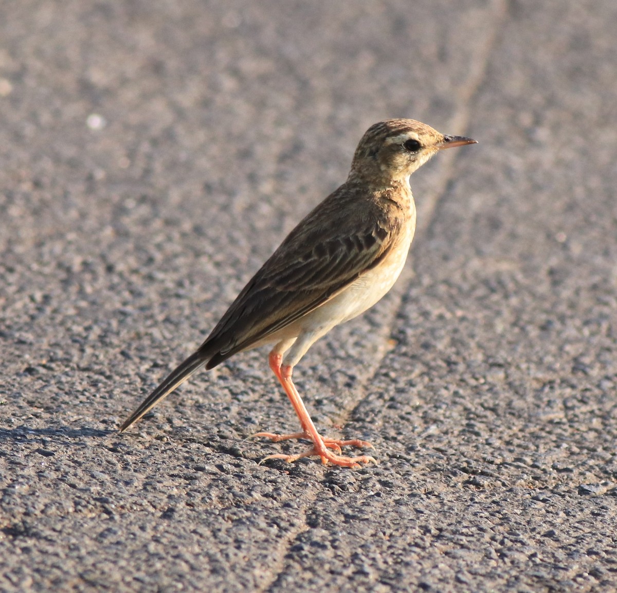 Paddyfield Pipit - ML638267134