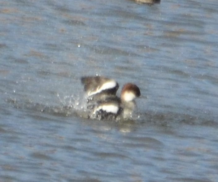 Smew - ML638267138