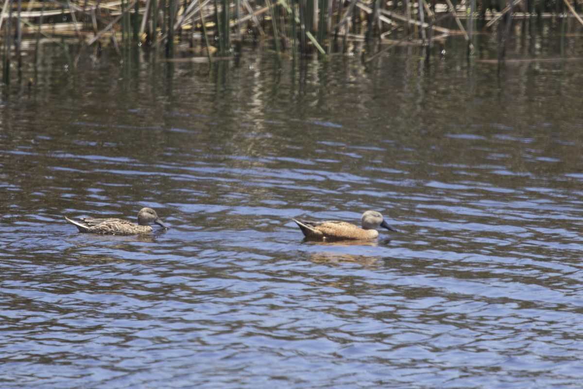 Red Shoveler - ML638267146