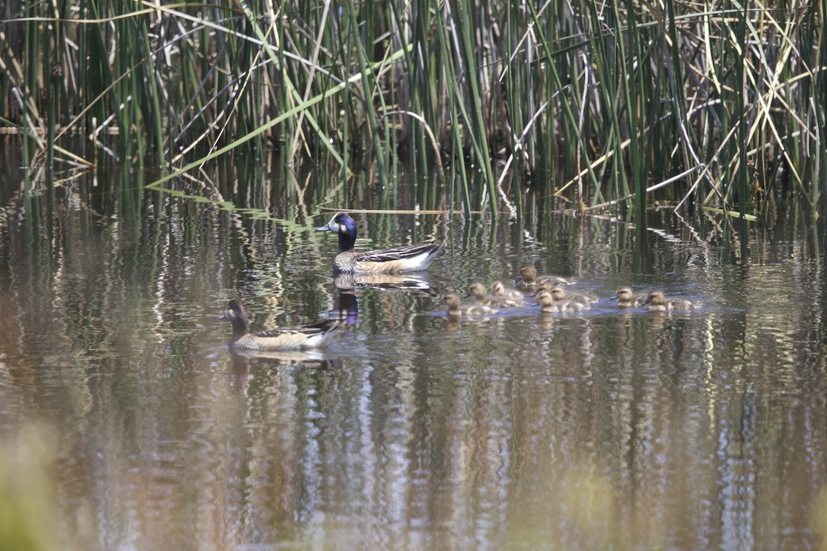 Chiloe Wigeon - ML638267148