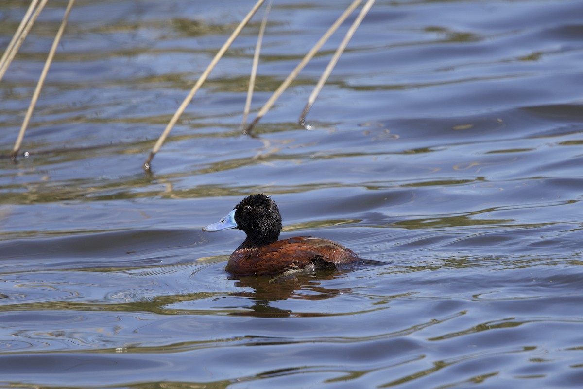 Lake Duck - ML638267149