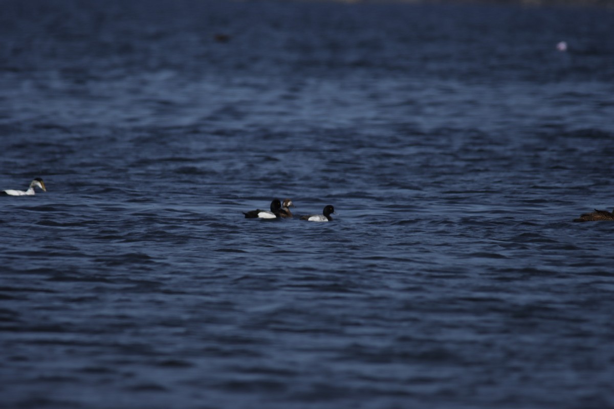 Greater Scaup - ML638267152