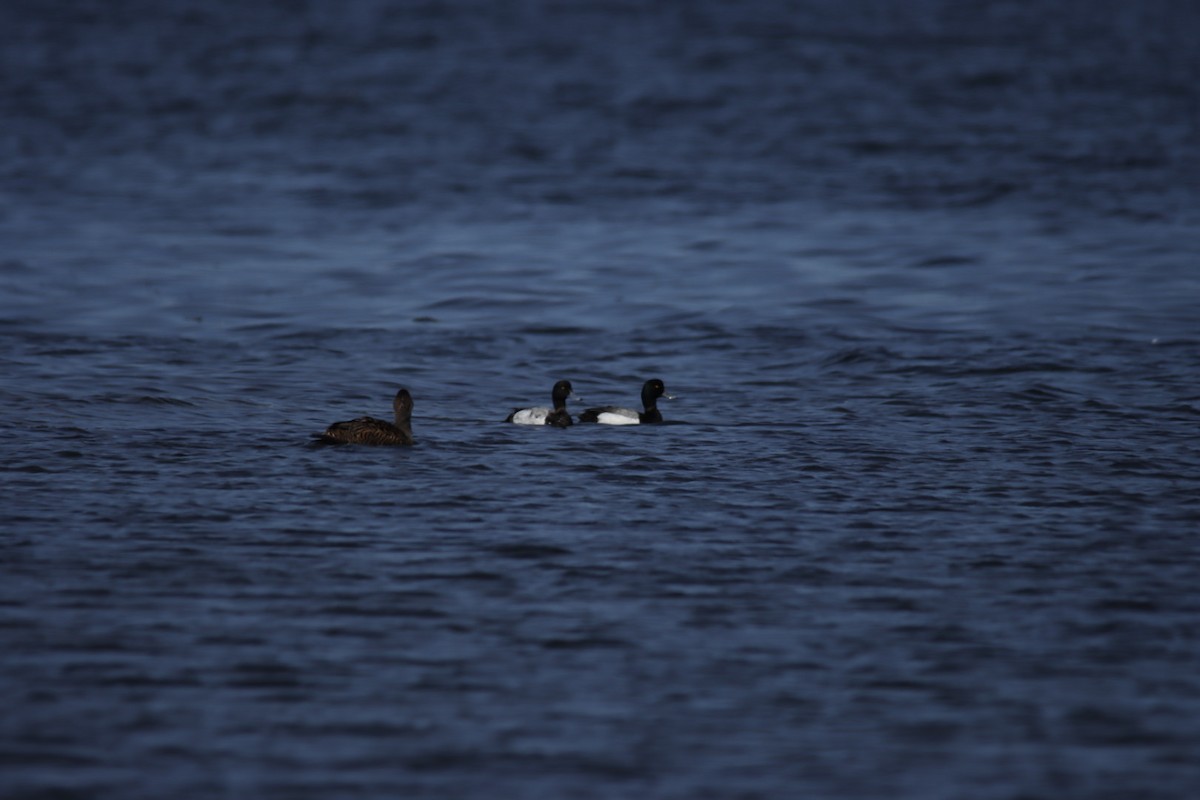 Greater Scaup - ML638267153