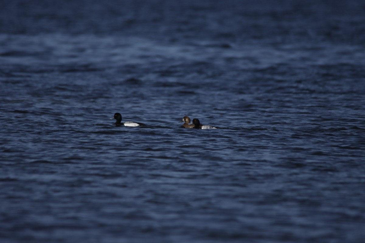 Greater Scaup - ML638267154