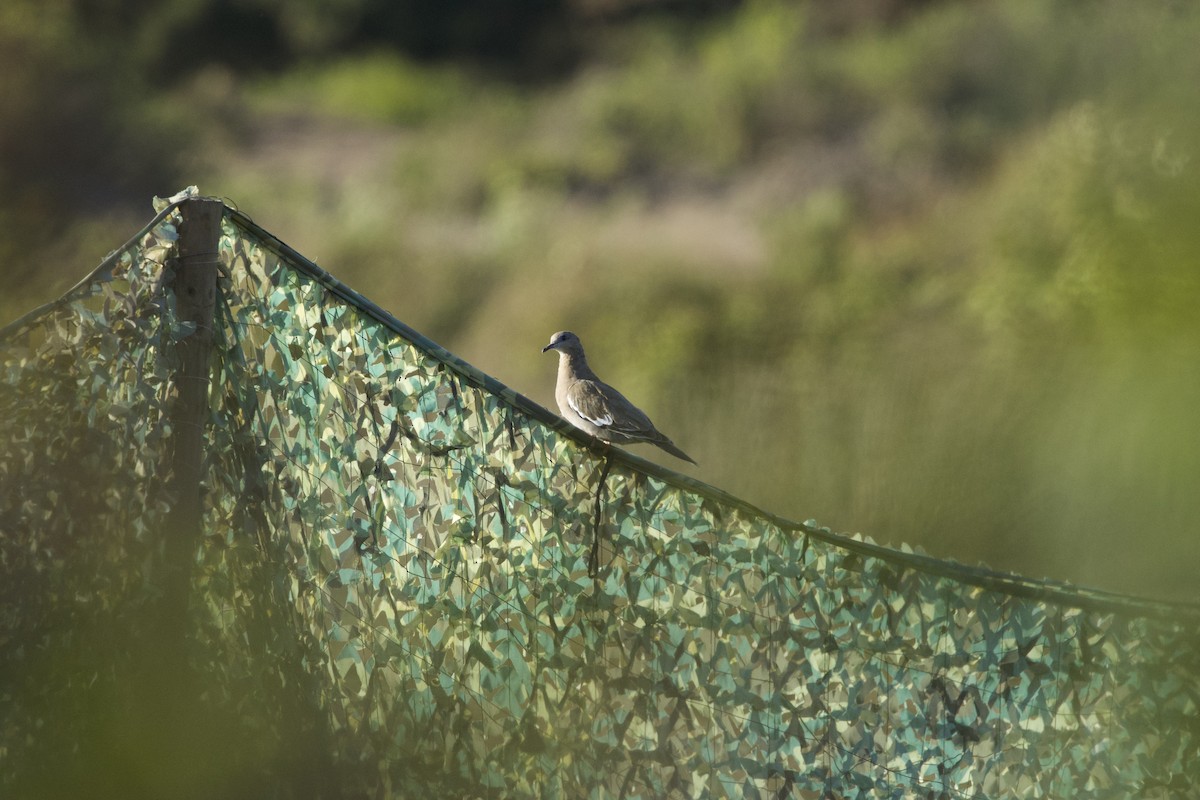 West Peruvian Dove - ML638267155