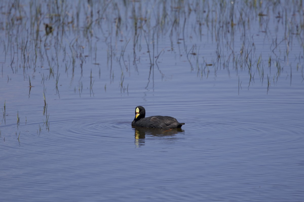 Red-gartered Coot - ML638267172