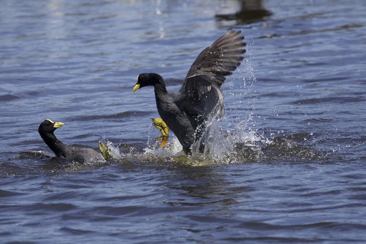 Red-gartered Coot - ML638267173