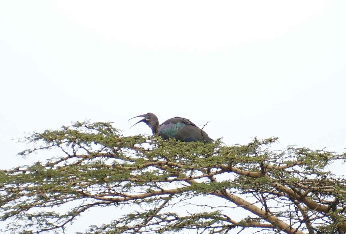 Hadada Ibis - ML638267175
