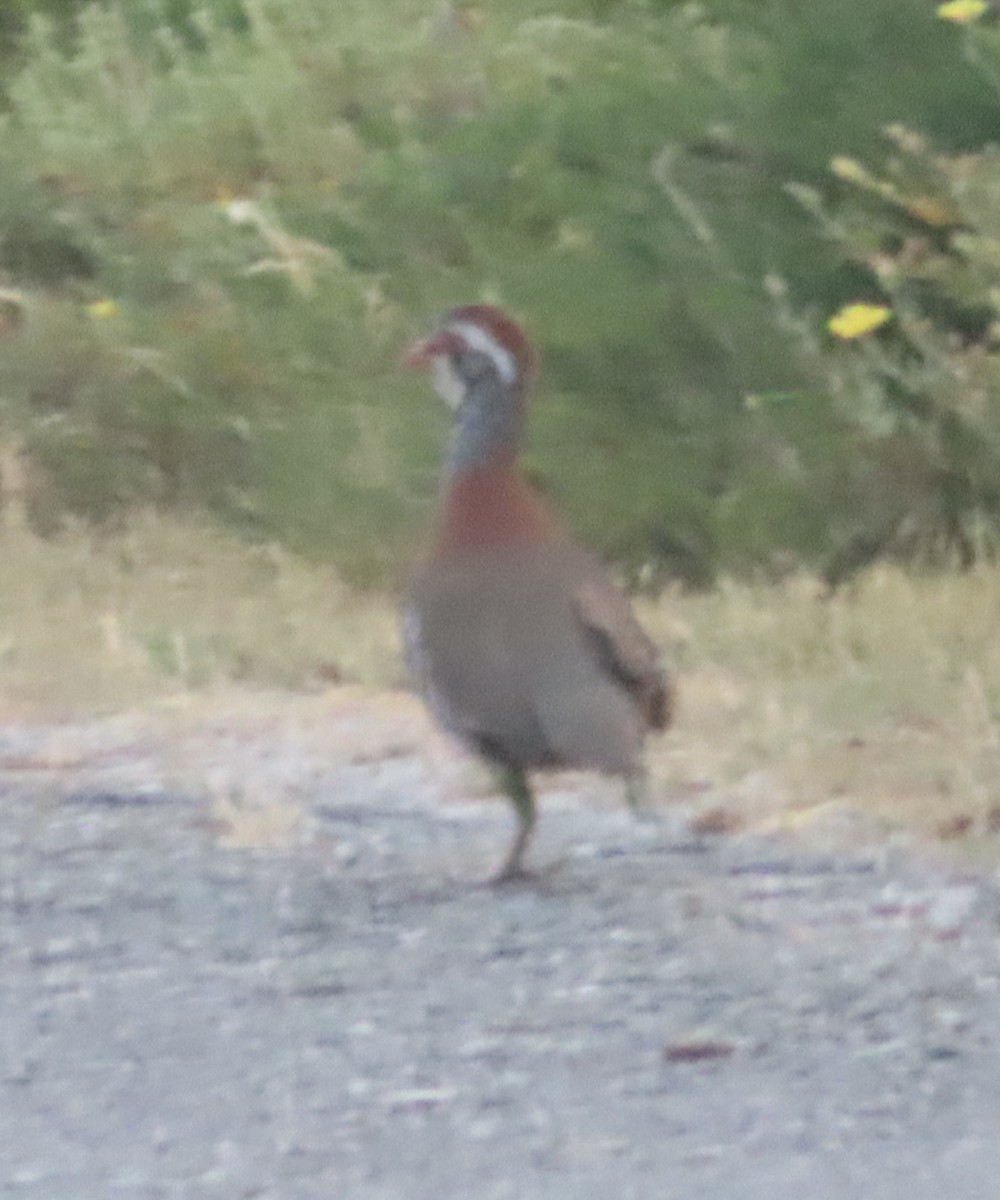 Red-legged Partridge - ML638267176