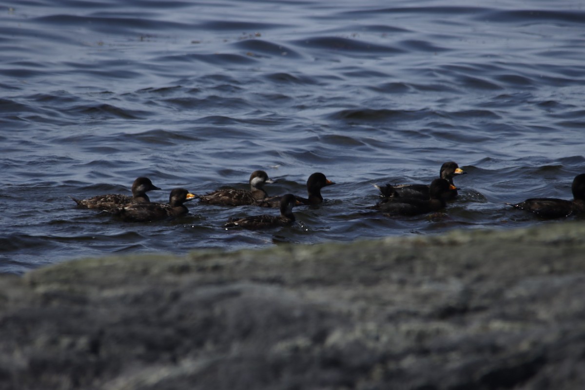 Black Scoter - ML638267181