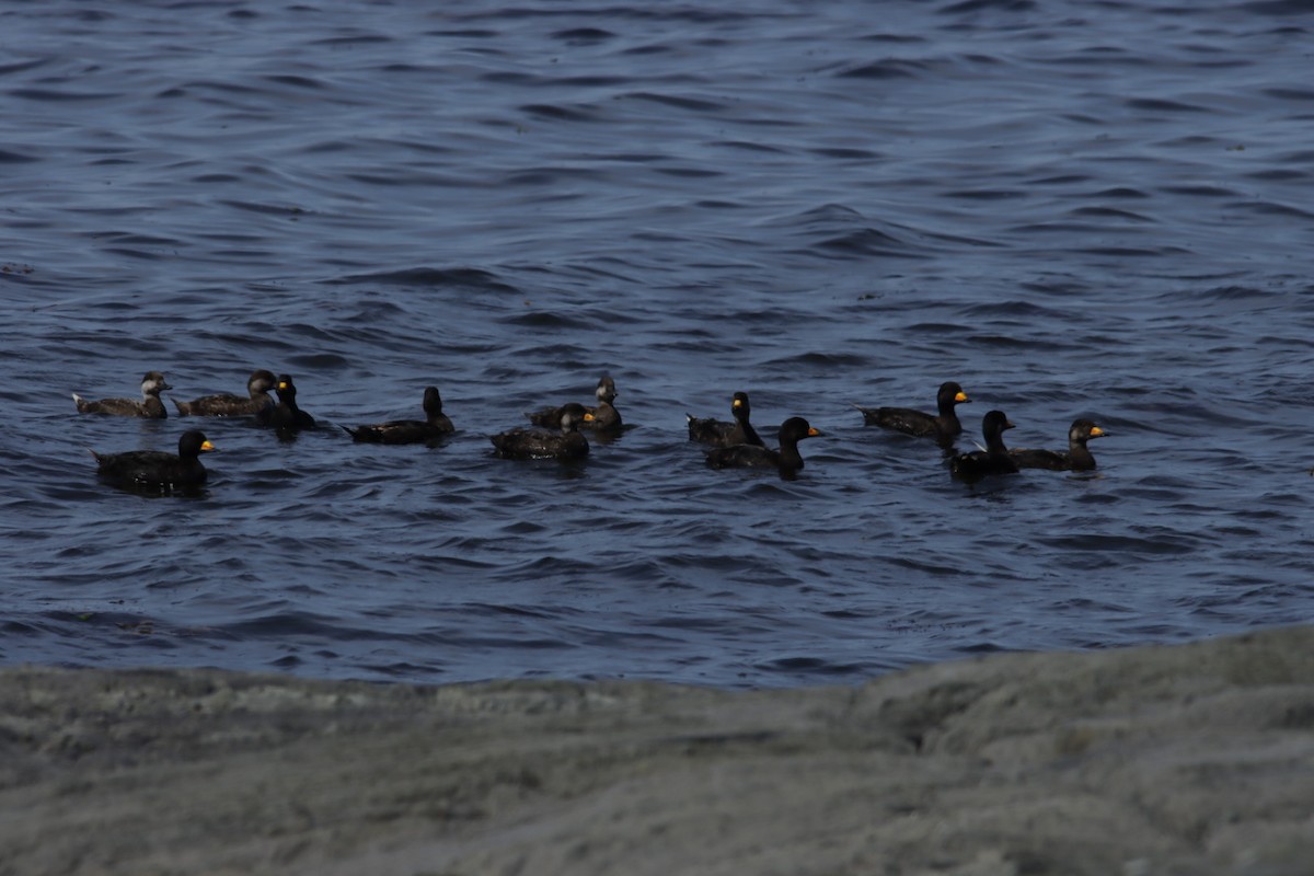 Black Scoter - ML638267182