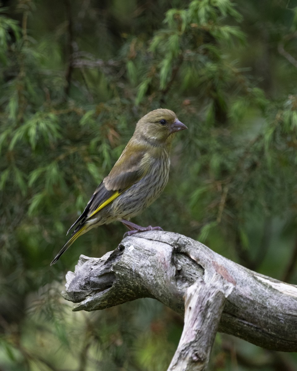 European Greenfinch - ML638267187