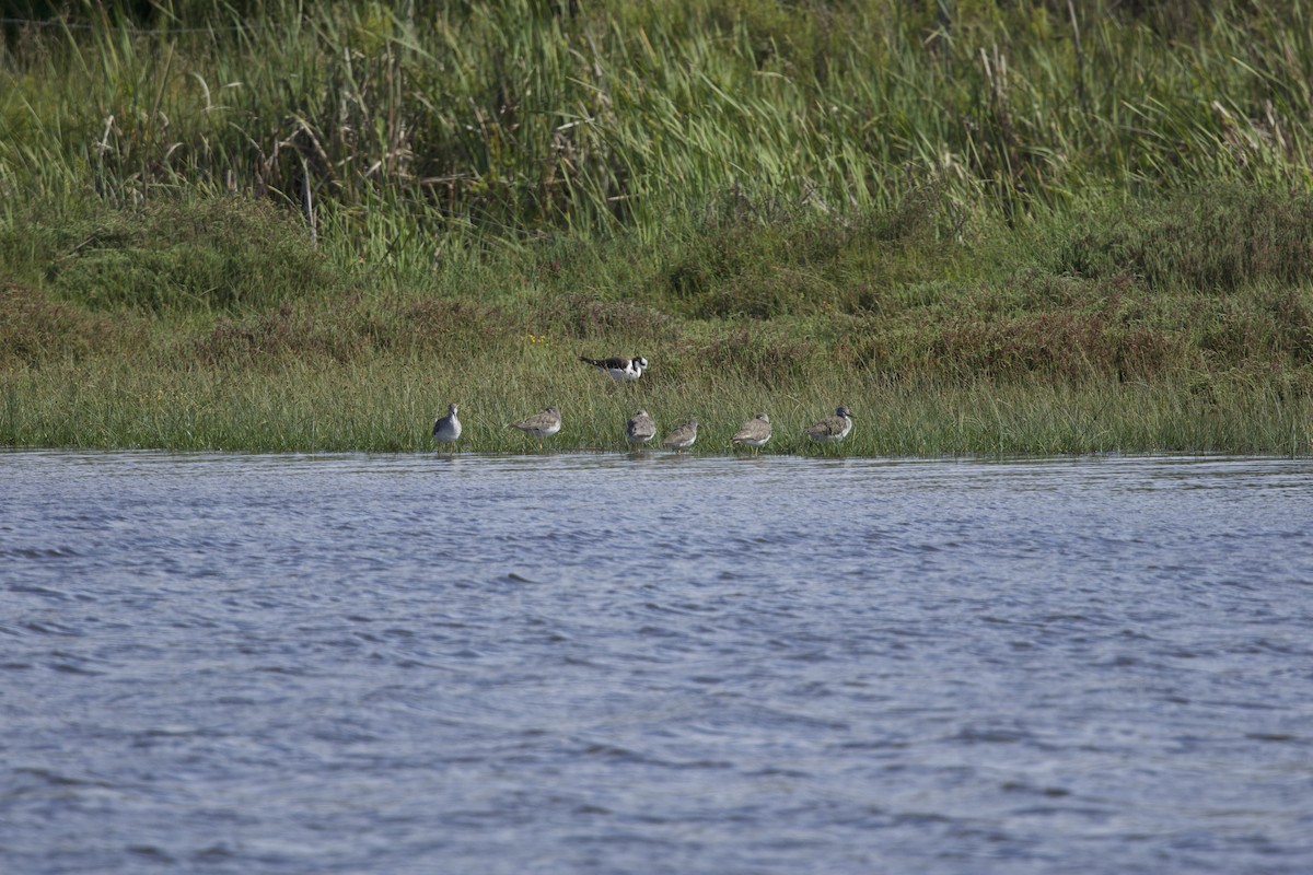Lesser Yellowlegs - ML638267188